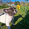 dog, french_bulldog, flower, daffodil, grass, leash, collar, outdoor, sunny, spring, park, nature, greenery, pet, animal, sniffing, blue_sky, tree, pathway, daytime
