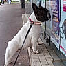 Lily participe au concours pour gagner de l'argent avec cette photo : canine, collar, curious, daytime, dog, french_bulldog, glass_door, leash, outdoor, pavement, person, pet, posters, reflection, sidewalk, standing, street, trees, urban, walking