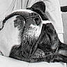 Lily a rejoint le concours — aidez-le/la à gagner de superbes lots ! black_and_white, close_up, clothing, collar, couch, cozy, dog, ear, face, fur, indoor, lap, necklace, person, pet, pillow, relaxed, resting, sleeping, snout