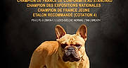 Lily participe au concours pour gagner de l'argent avec cette photo : achievement, animal, award, background, banner, blue_text, brown_dog, canine, celebration, closeup, dog, face, flag, french_bulldog, french_flag, pet, portrait, standing, studio, text_overlay
