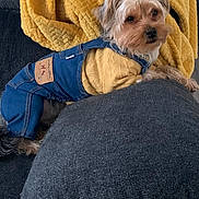 Oscar joined the competition — help win amazing prizes! animal, blanket, casual, clothing, couch, cozy, cute, denim_overalls, dog, fashion, fur, home, indoor, pet, portrait, relaxing, resting, small_dog, textured_fabric, yellow_sweater