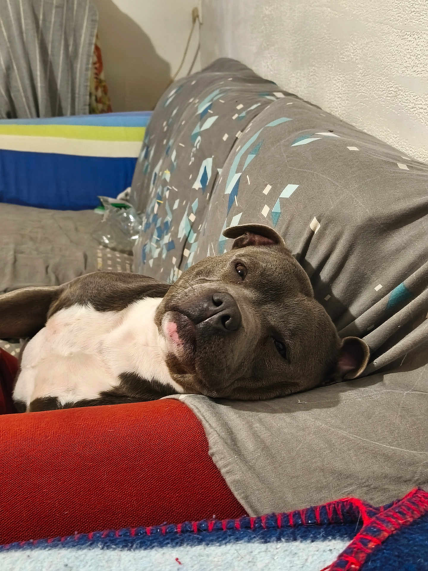 Togo a rejoint le concours — aidez-le/la à gagner de superbes lots ! dog, canine, pet, lying_down, couch, sofa, blanket, indoor, relaxed, sleepy, brown, white, fur, ears, nose, head, home, comfort, resting, closeup