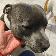 Togo a rejoint le concours — aidez-le/la à gagner de superbes lots ! dog, gray_dog, pet, hand, indoor, tile_floor, canine, close_up, white_patch, companion, animal, paw, friendly, calm, domestic, mammal, background_dog, human_hand, floor, indoor_lighting