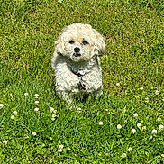 Scooter joined the competition — help win amazing prizes! animal, canine, collar, cute, daytime, dog, field, flowers, fluffy, fur, grass, greenery, leaf, nature, outdoor, pet, small_dog, summer, sunlight, white_dog