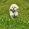 animal, canine, collar, cute, daytime, dog, field, flowers, fluffy, fur, grass, greenery, leaf, nature, outdoor, pet, small_dog, summer, sunlight, white_dog