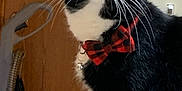 Johnny Diamond joined the competition — help win amazing prizes! cat, black_and_white, bow_tie, pet, indoor, curious, feline, whiskers, light_switch, wooden_door, close_up, domestic_cat, collar, indoor_pet, alert, cute, animal, household, fur, portrait