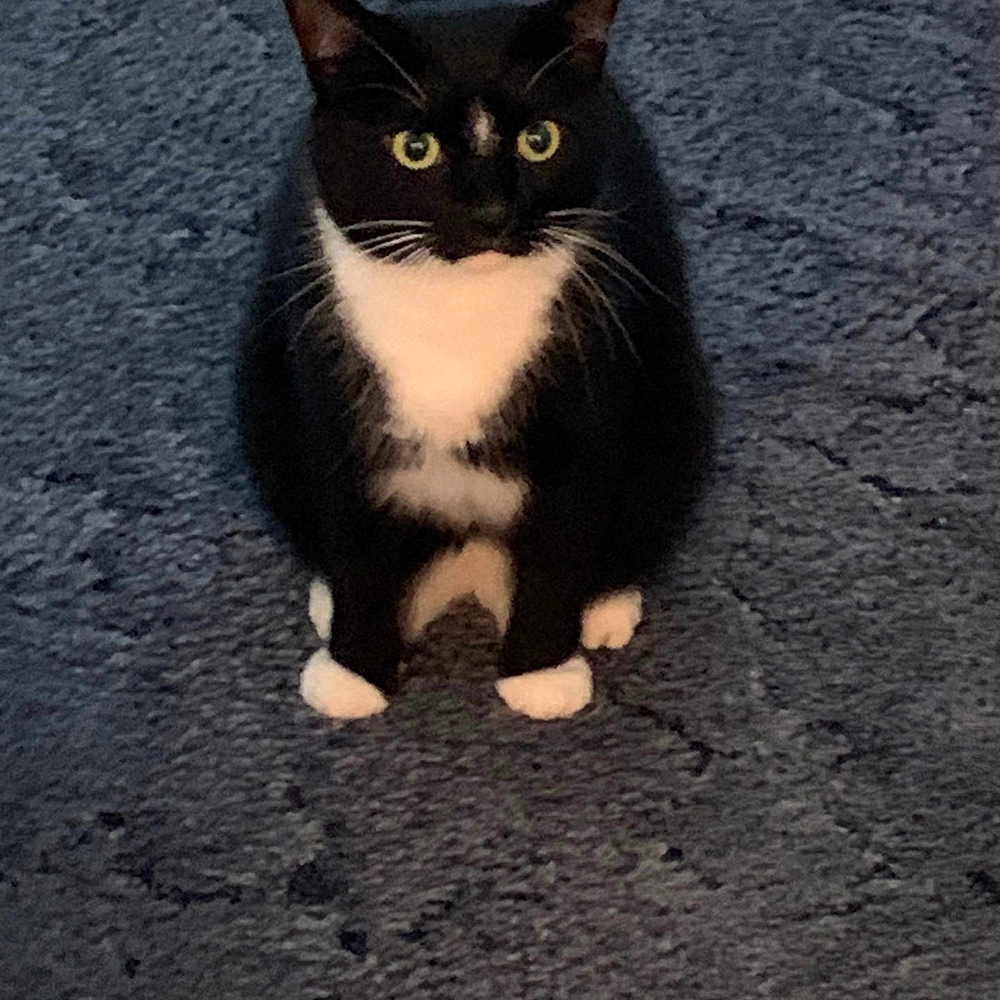 Johnny Diamond joined the competition — help win amazing prizes! alert, animal, black_fur, cat, closeup, cute, domestic_animal, feline, fur, gray_surface, looking_at_camera, outdoor, pet, portrait, sitting, texture, tuxedo_cat, whiskers, white_fur, yellow_eyes