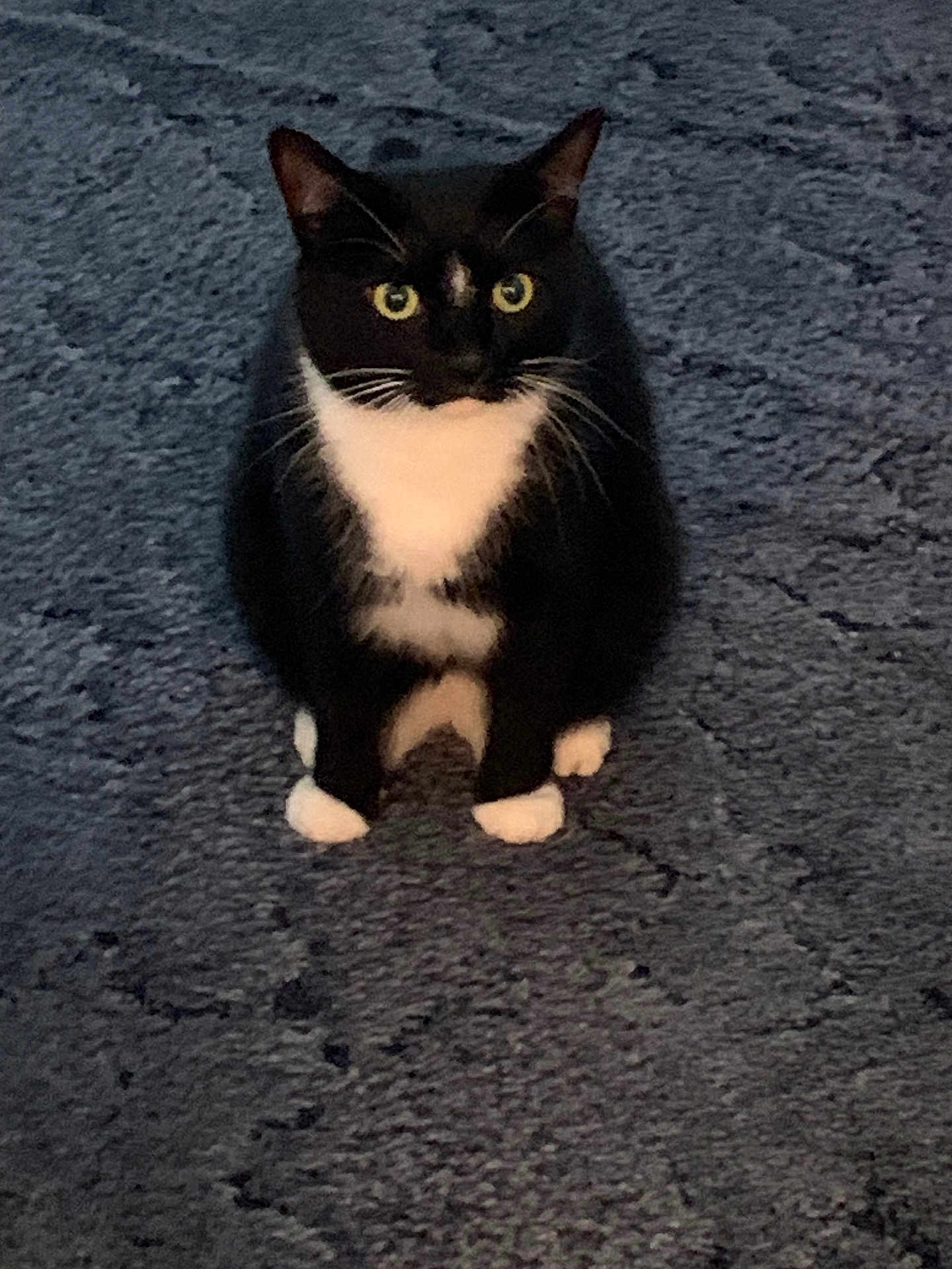 Johnny Diamond joined the competition — help win amazing prizes! cat, tuxedo_cat, animal, pet, feline, sitting, alert, yellow_eyes, black_fur, white_fur, whiskers, outdoor, gray_surface, texture, closeup, portrait, looking_at_camera, cute, domestic_animal, fur