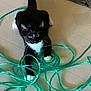 Johnny Diamond is registered to the contest to win money with this photo: cat, black_and_white, tuxedo_cat, floor, cord, extension_cord, tangled, playful, indoor, pet, animal, whiskers, paws, curious, looking_up, white_paws, black_fur, ears, tail, home