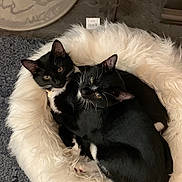 Johnny Diamond joined the competition — help win amazing prizes! cat, tuxedo_cat, pet_bed, fluffy_bed, black_and_white, feline, indoor, cozy, snuggling, pair, fur, animal, cute, resting, looking_up, whiskers, ears, paws, relaxed, home