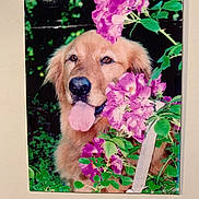 Rosie Ritz joined the competition — help win amazing prizes! animal, canine, close_up, dog, flowers, fur, garden, golden_retriever, green_leaves, happy, leaf, nature, nostalgic, outdoor, pet, plant, portrait, purple_flowers, summer, tongue_out