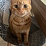 cat, ginger_cat, pet, indoor, chair, patterned_chair, wooden_table, floor, curious, animal, feline, whiskers, ears, eyes, sitting, domestic_cat, cute, looking, closeup, home