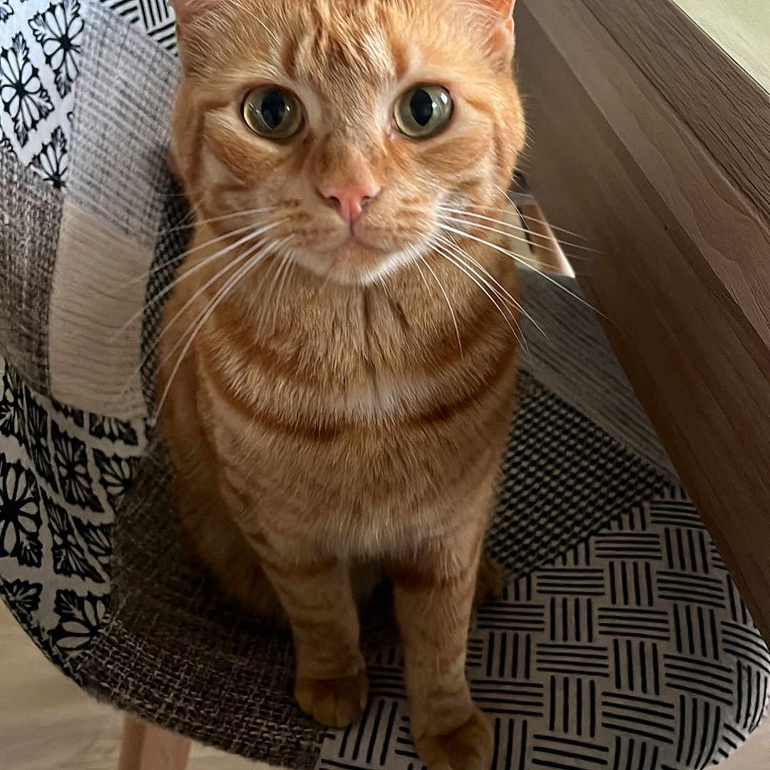 Oreo participe au concours pour gagner de l'argent avec cette photo : animal, cat, chair, closeup, curious, cute, domestic_cat, ears, eyes, feline, floor, ginger_cat, home, indoor, looking, patterned_chair, pet, sitting, whiskers, wooden_table