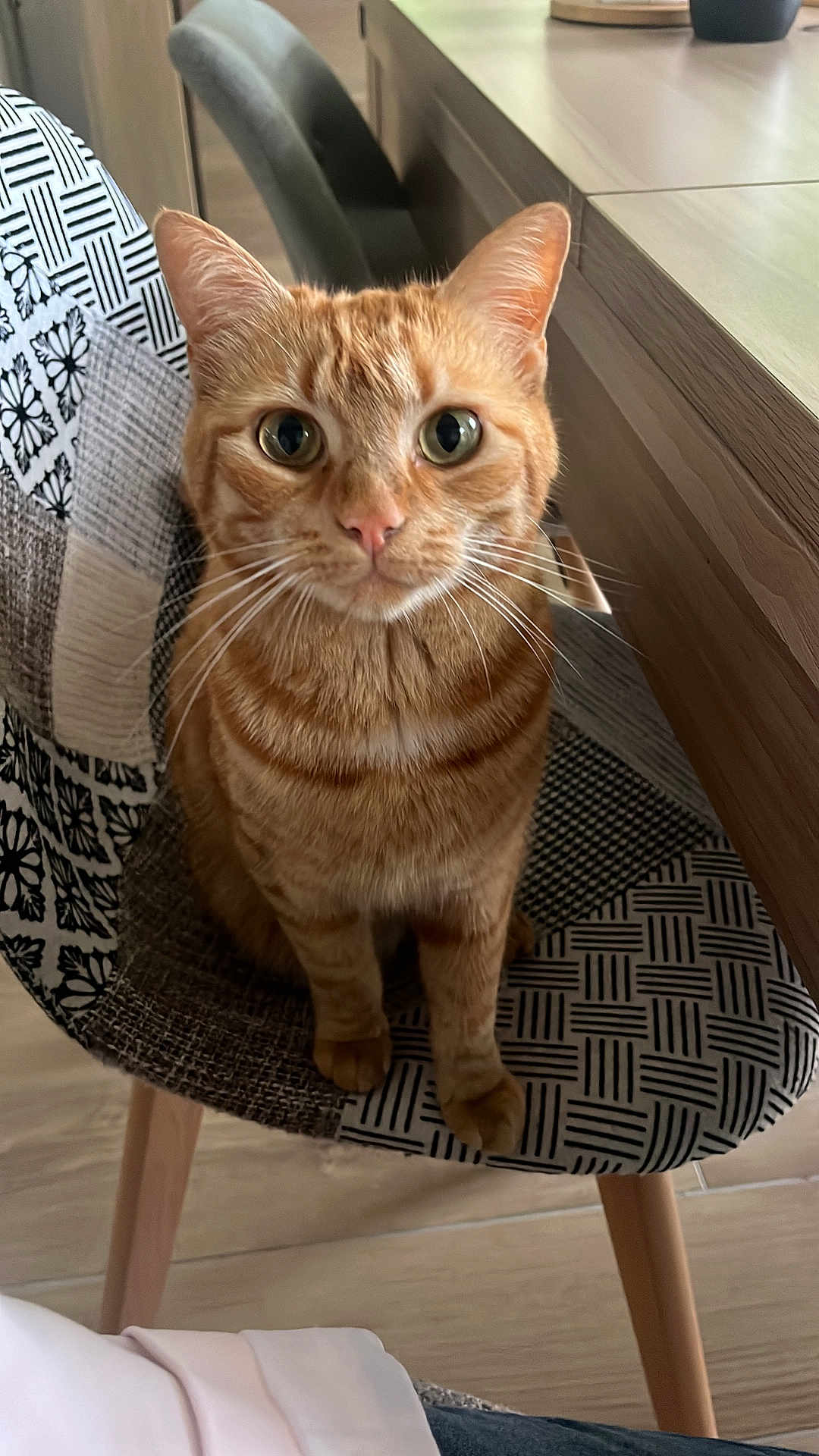 Oreo participe au concours pour gagner de l'argent avec cette photo : cat, ginger_cat, pet, indoor, chair, patterned_chair, wooden_table, floor, curious, animal, feline, whiskers, ears, eyes, sitting, domestic_cat, cute, looking, closeup, home