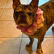 Chester is registered to the contest to win money with this photo: dog, french_bulldog, brindle, pet, indoor, tile_floor, floral_lei, animal, ears, cute, looking, standing, brown, pink, white, companion, adorable, house, friendly, portrait