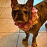 dog, french_bulldog, brindle, pet, indoor, tile_floor, floral_lei, animal, ears, cute, looking, standing, brown, pink, white, companion, adorable, house, friendly, portrait