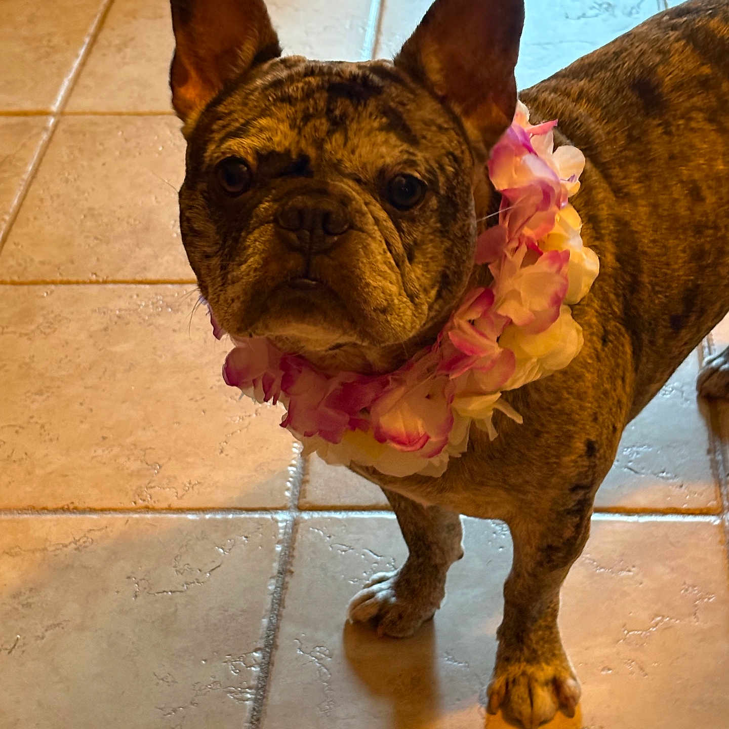 Chester is registered to the contest to win money with this photo: dog, french_bulldog, brindle, pet, indoor, tile_floor, floral_lei, animal, ears, cute, looking, standing, brown, pink, white, companion, adorable, house, friendly, portrait