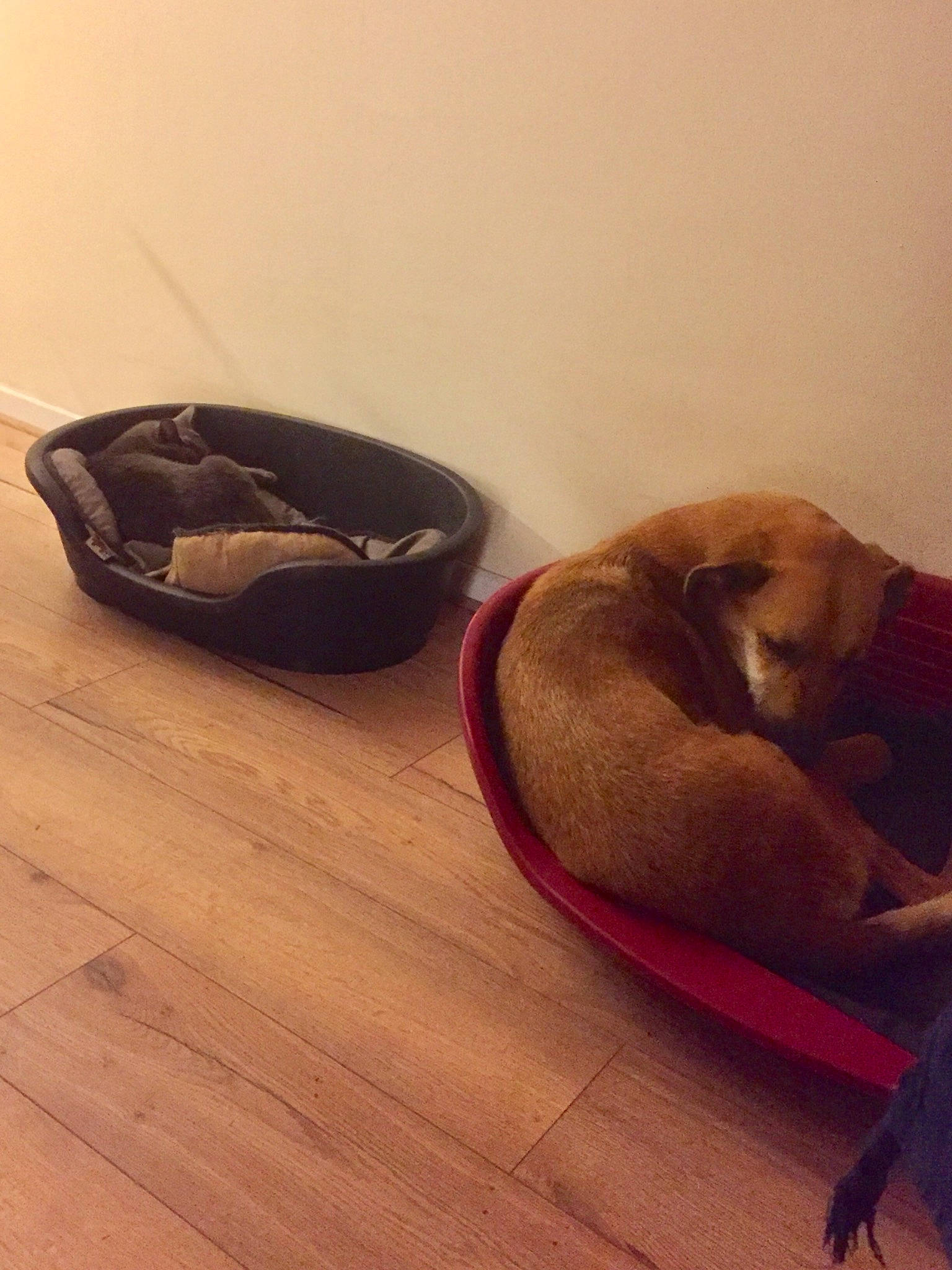 Minouche participe au concours pour gagner de l'argent avec cette photo : canidae, carnivore, comfort, companion_dog, dog, dog_breed, fawn, floor, flooring, hardwood, puggle, puppy, sporting_group, tail, wood