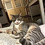 blanket, cat, closed_window, cozy, domestic_animal, floor, fur, furniture, home, indoor, kitchen, lying_down, pet, pink_nose, relaxed, sleepy, tabby, tail, whiskers, window
