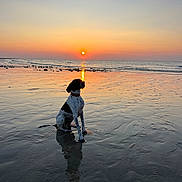 Sully participe au concours pour gagner de l'argent avec cette photo : animal, beach, calm, colorful, dog, evening, horizon, landscape, nature, outdoor, peaceful, pet, reflection, sand, sea, shore, sky, sun, sunset, water