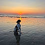 animal, beach, calm, colorful, dog, evening, horizon, landscape, nature, outdoor, peaceful, pet, reflection, sand, sea, shore, sky, sun, sunset, water