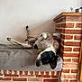 Sully a rejoint le concours — aidez-le/la à gagner de superbes lots ! animal, black_and_white, brick_wall, cat_figurine, cozy, dog, gray_cushion, home, indoor, lying_down, pet, playful, relaxed, resting, spotted, tennis_ball, tile_floor, upside_down, white_wall, wooden_ledge