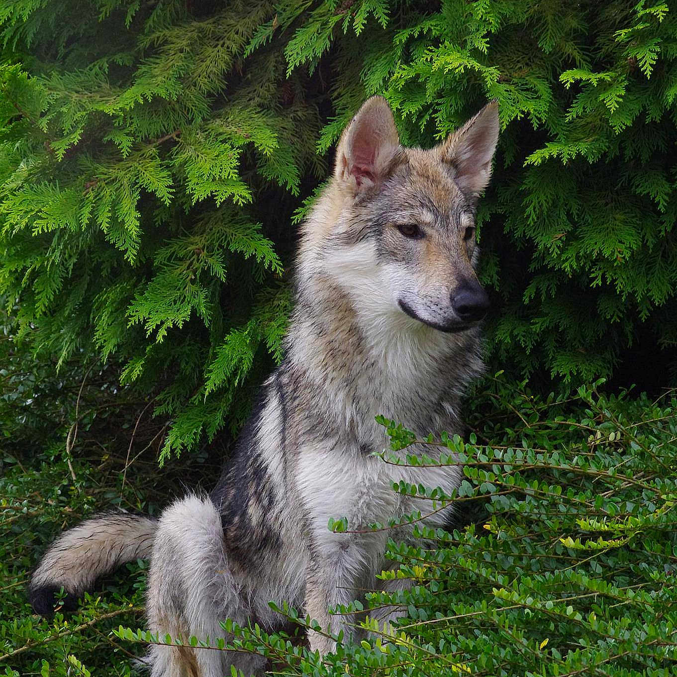 Indy a rejoint le concours — aidez-le/la à gagner de superbes lots !