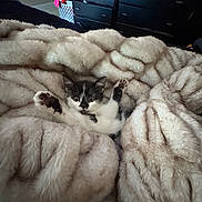 Lux is registered to the contest to win money with this photo: kitten, cat, black_and_white, fluffy_blanket, cozy, bedroom, furniture, dresser, indoor, cute, pet, animal, soft, relaxed, paws_up, sleepy, resting, comfort, fur, small