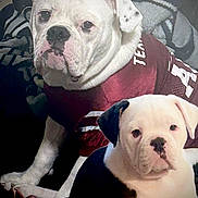 Dottie joined the competition — help win amazing prizes! adult_dog, animal, black_fur, blanket, bulldog, closeup, companion, cozy, cute, dog, domestic_animal, friendship, indoor, looking_at_camera, maroon_jersey, pet, portrait, puppy, sitting, white_fur