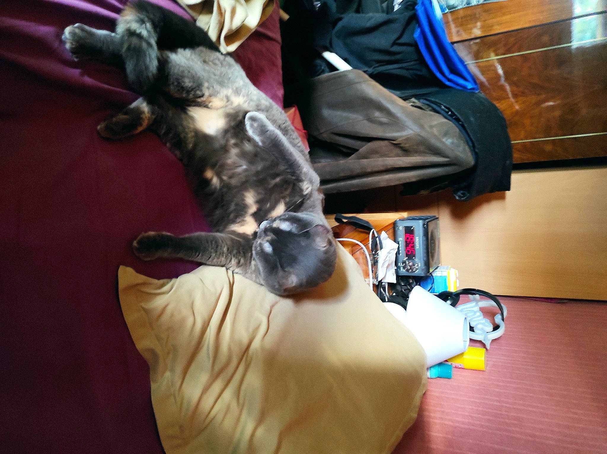 Calinette participe au concours pour gagner de l'argent avec cette photo : bag, canidae, carnivore, comfort, companion_dog, dog, dog_breed, felidae, flooring, fur, human_leg, lap, room, sitting, small_to_medium_sized_cats, sporting_group, stuffed_toy, tail, toy, wood