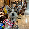 dog, small_dog, pet, animal, portrait, costume, headband, clothing, colorful_outfit, harness, sitting, indoors, home, living_room, dining_room, furniture, wooden_cabinet, framed_pictures, tile_floor, close_up