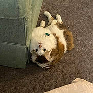 Moo joined the competition — help win amazing prizes! animal, brown, carpet, cat, collar, couch, curious, cute, domestic, eyes, feline, fluffy, fur, home, indoor, lying_down, pet, relaxed, whiskers, white
