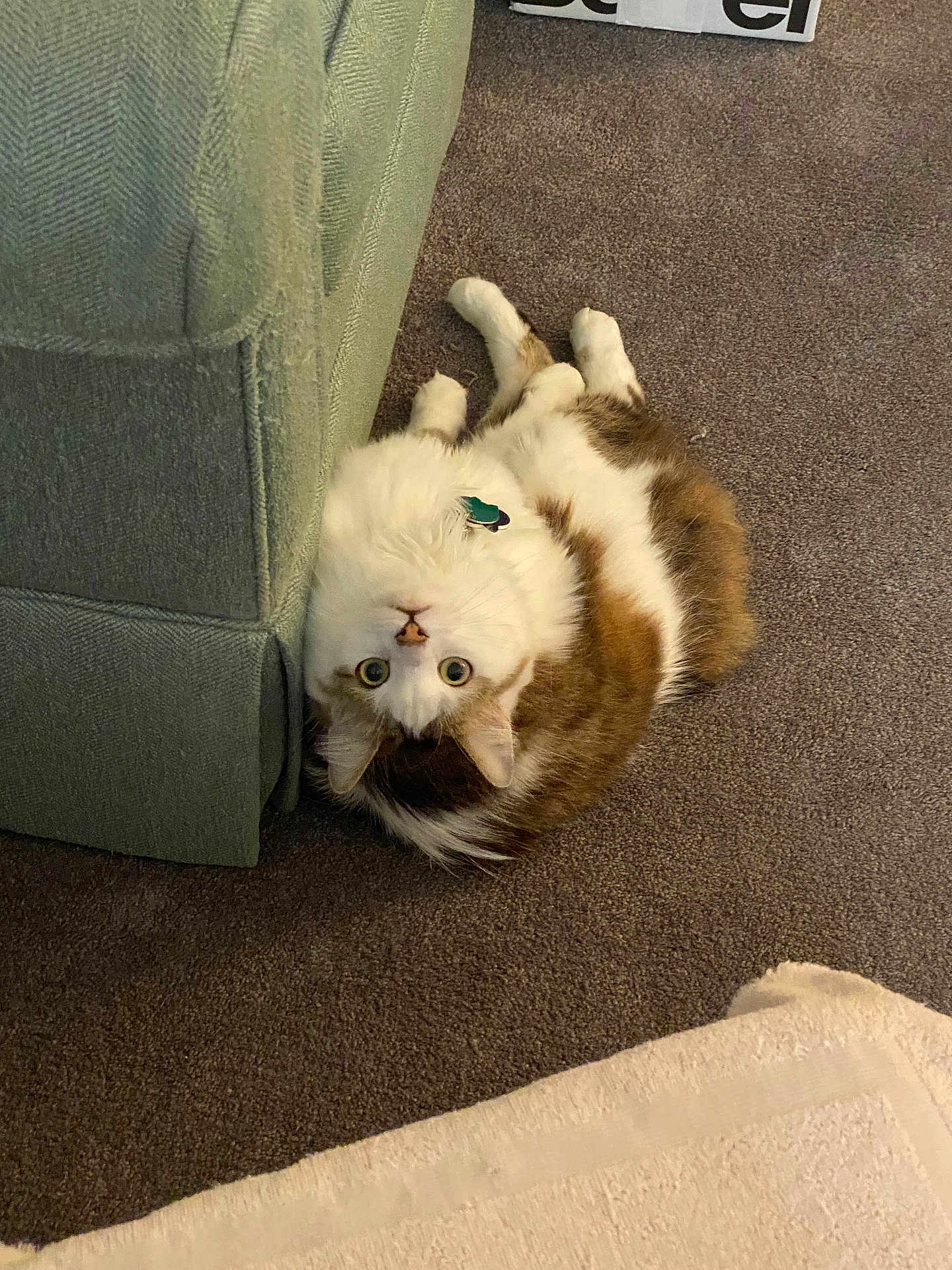 Moo