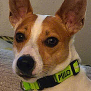 Milo Miller joined the competition — help win amazing prizes! dog, pet, dog_face, closeup, big_ears, brown_and_white, collar, neon_green_collar, name_on_collar, attentive_eyes, muzzle, indoor, couch, fabric, portrait, screenshot_ui, thumbnails, phone_status_bar, crop_icon, warm_lighting