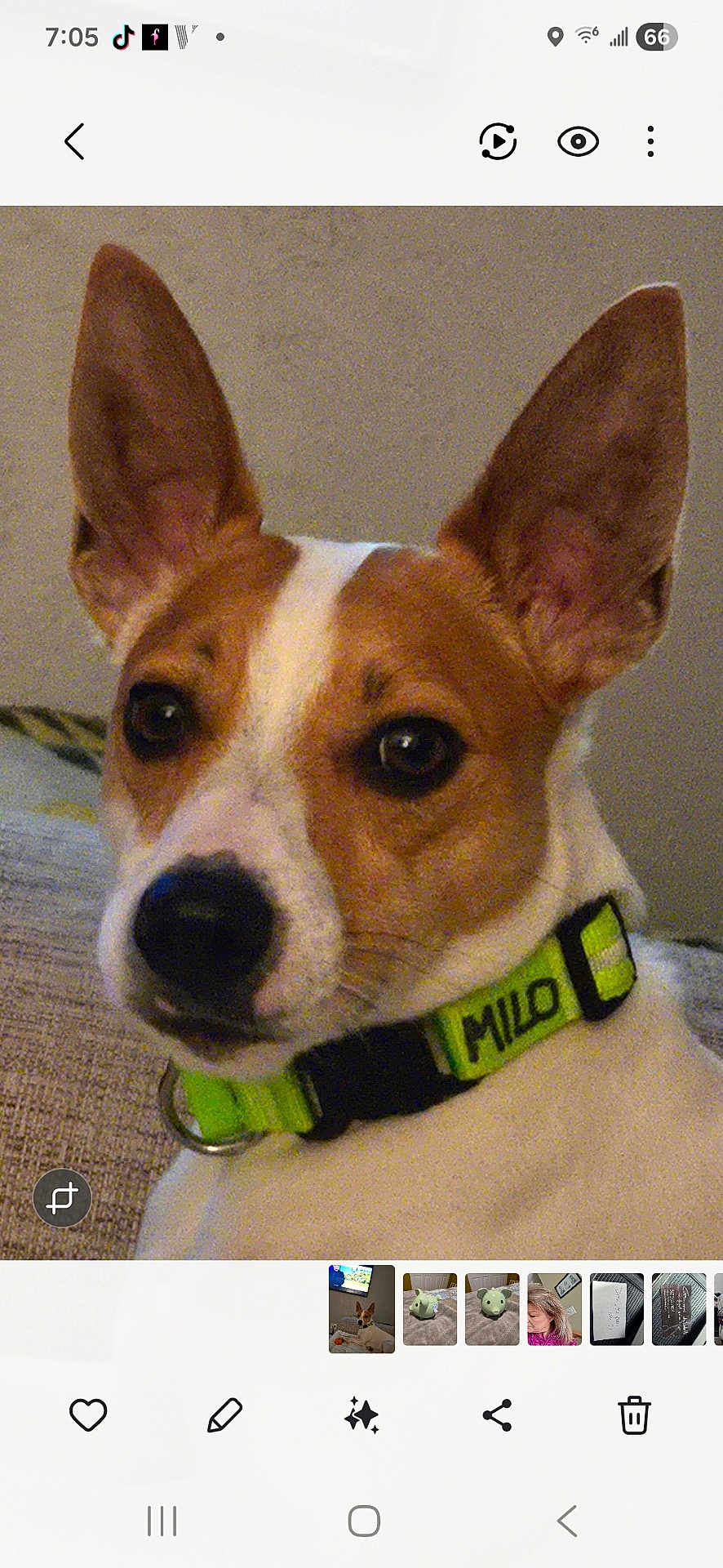 Milo Miller joined the competition — help win amazing prizes! dog, pet, dog_face, closeup, big_ears, brown_and_white, collar, neon_green_collar, name_on_collar, attentive_eyes, muzzle, indoor, couch, fabric, portrait, screenshot_ui, thumbnails, phone_status_bar, crop_icon, warm_lighting