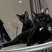 Dababy is registered to the contest to win money with this photo: animal, black_cat, cat, collar, cozy, curious, decor, domestic_cat, elephant_decals, feline, gray_table, indoor, looking, paw_tag, pet, relaxed, stretching, table, two_cats, wall
