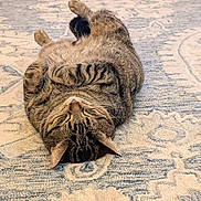 Shelby joined the competition — help win amazing prizes! cat, tabby, pet, animal, relaxed, lying_down, indoor, fur, whiskers, paws, cute, cozy, carpet, patterned_rug, resting, sleeping, domestic_cat, feline, close_up, home