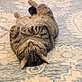 cat, tabby, pet, animal, relaxed, lying_down, indoor, fur, whiskers, paws, cute, cozy, carpet, patterned_rug, resting, sleeping, domestic_cat, feline, close_up, home