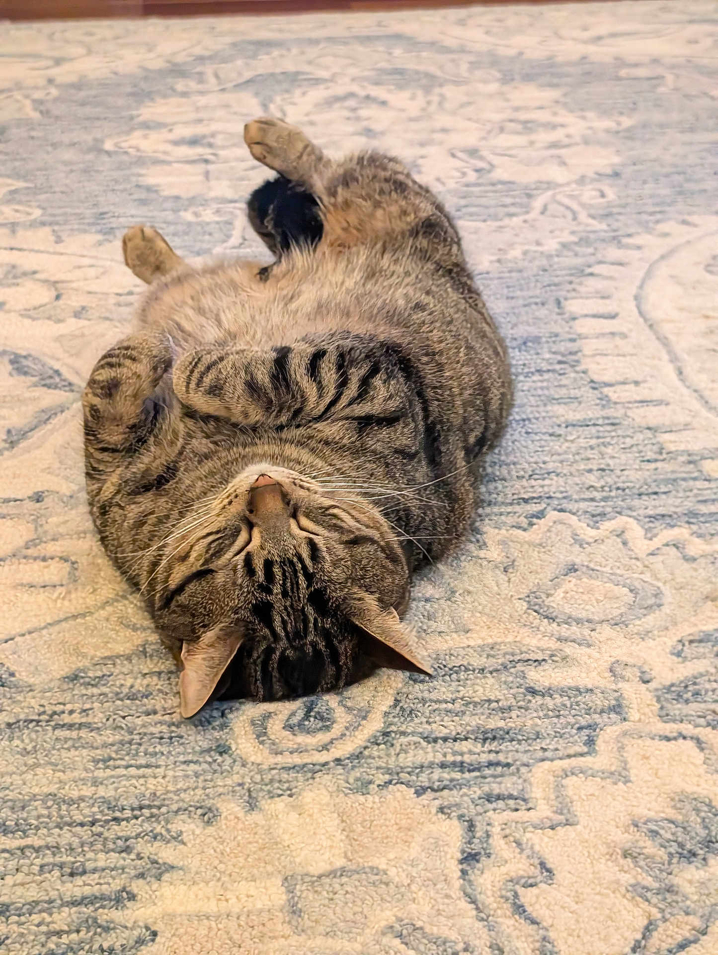 Shelby joined the competition — help win amazing prizes! cat, tabby, pet, animal, relaxed, lying_down, indoor, fur, whiskers, paws, cute, cozy, carpet, patterned_rug, resting, sleeping, domestic_cat, feline, close_up, home