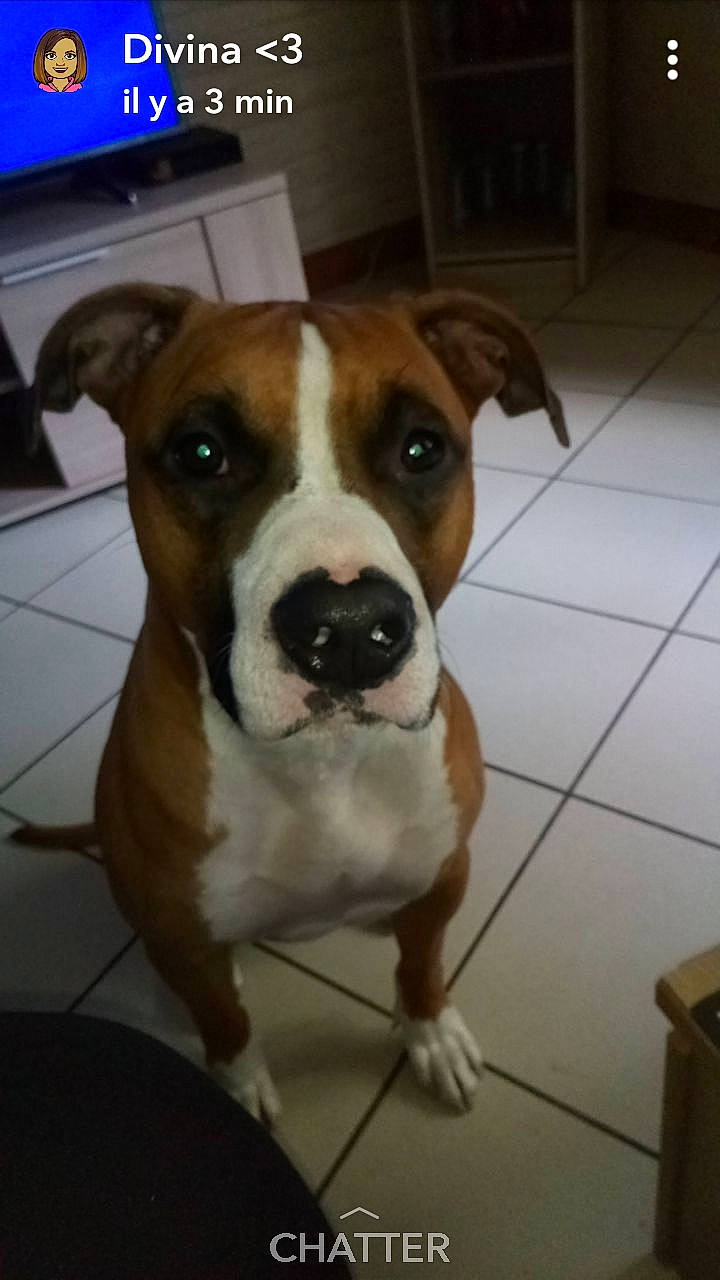 Loco participe au concours pour gagner de l'argent avec cette photo : american_bulldog, american_pit_bull_terrier, american_staffordshire_terrier, bulldog, carnivoran, dog, dog_breed, dog_breed_group, dog_like_mammal, person, pit_bull, snout, valley_bulldog