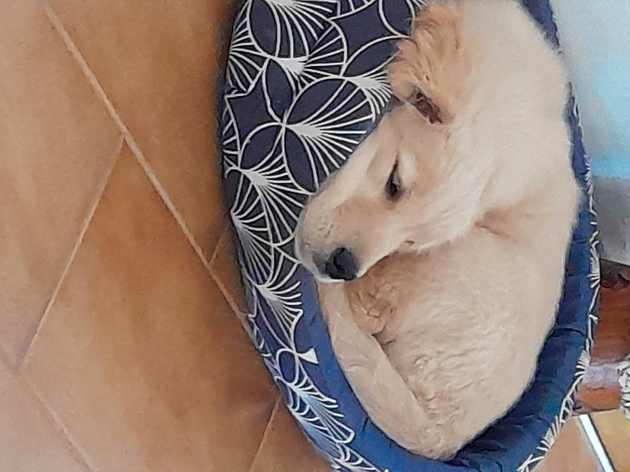 Ulio participe au concours pour gagner de l'argent avec cette photo : canidae, carnivore, comfort, companion_dog, dog, dog_breed, eye, eyelash, fawn, flooring, fur, head, jaw, paw, snout, sporting_group, toy_dog, whiskers, wood, working_animal