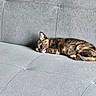 Luna participe au concours pour gagner de l'argent avec cette photo : cat, sleeping, couch, gray, feline, pet, resting, indoor, fur, animal, cozy, quiet, relaxing, domestic, cute, small, nap, soft, comfort, peaceful