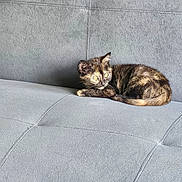 Luna a rejoint le concours — aidez-le/la à gagner de superbes lots ! kitten, cat, tortoiseshell, pet, animal, feline, couch, furniture, indoor, resting, alert, curious, small, fur, seated, cozy, soft, gray, stitching, domestic