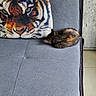 Luna a rejoint le concours — aidez-le/la à gagner de superbes lots ! cat, couch, pillow, tiger_print, sleeping, curled_up, indoor, furniture, grey, fabric, animal, pet, resting, cozy, contrast, decor, home, quiet, relaxing, small_cat