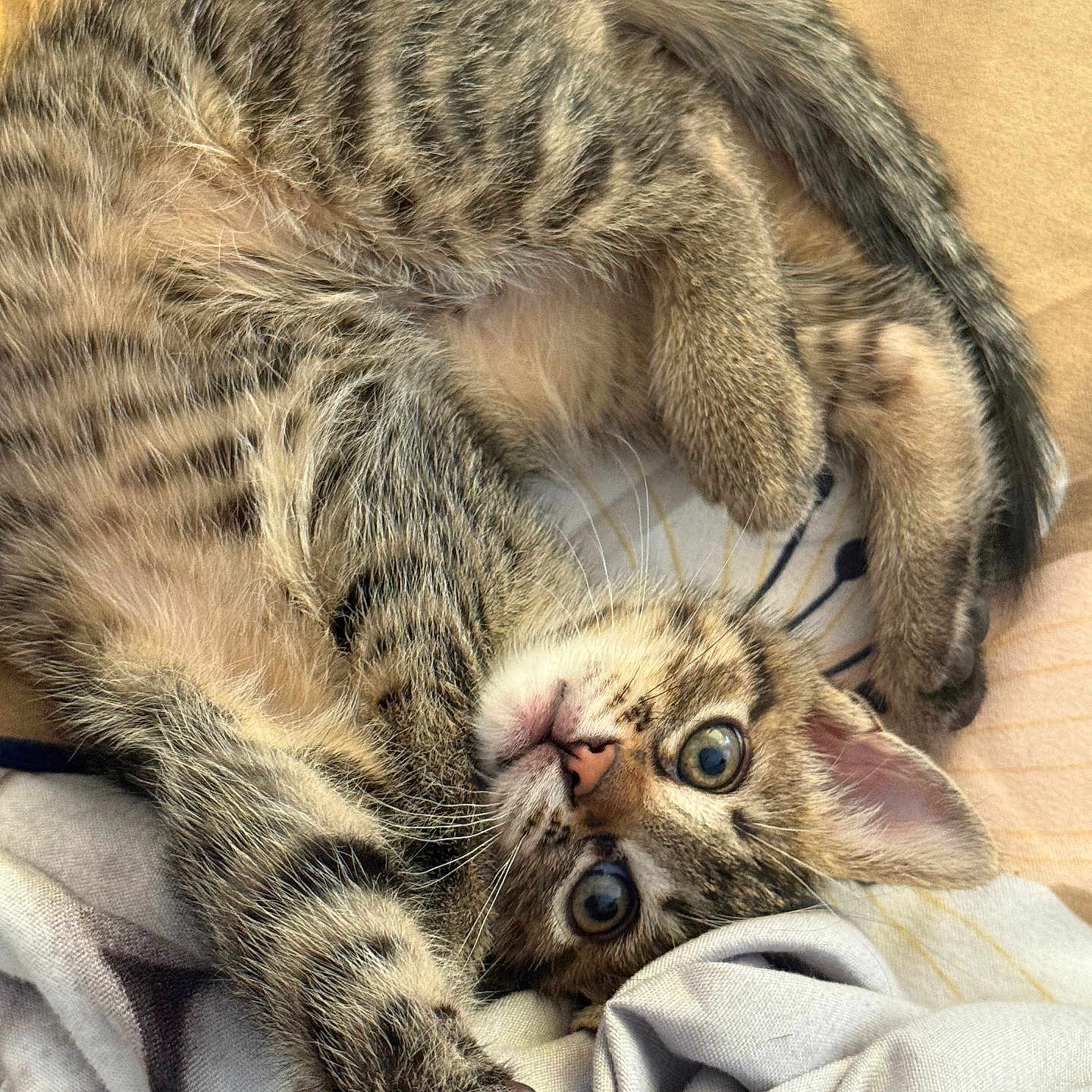 Maw is registered to the contest to win money with this photo: animal, blanket, cat, closeup, cozy, curled_up, cute, eyes, fur, indoor, kitten, paws, pet, playful, resting, soft, stretching, striped, tabby, whiskers