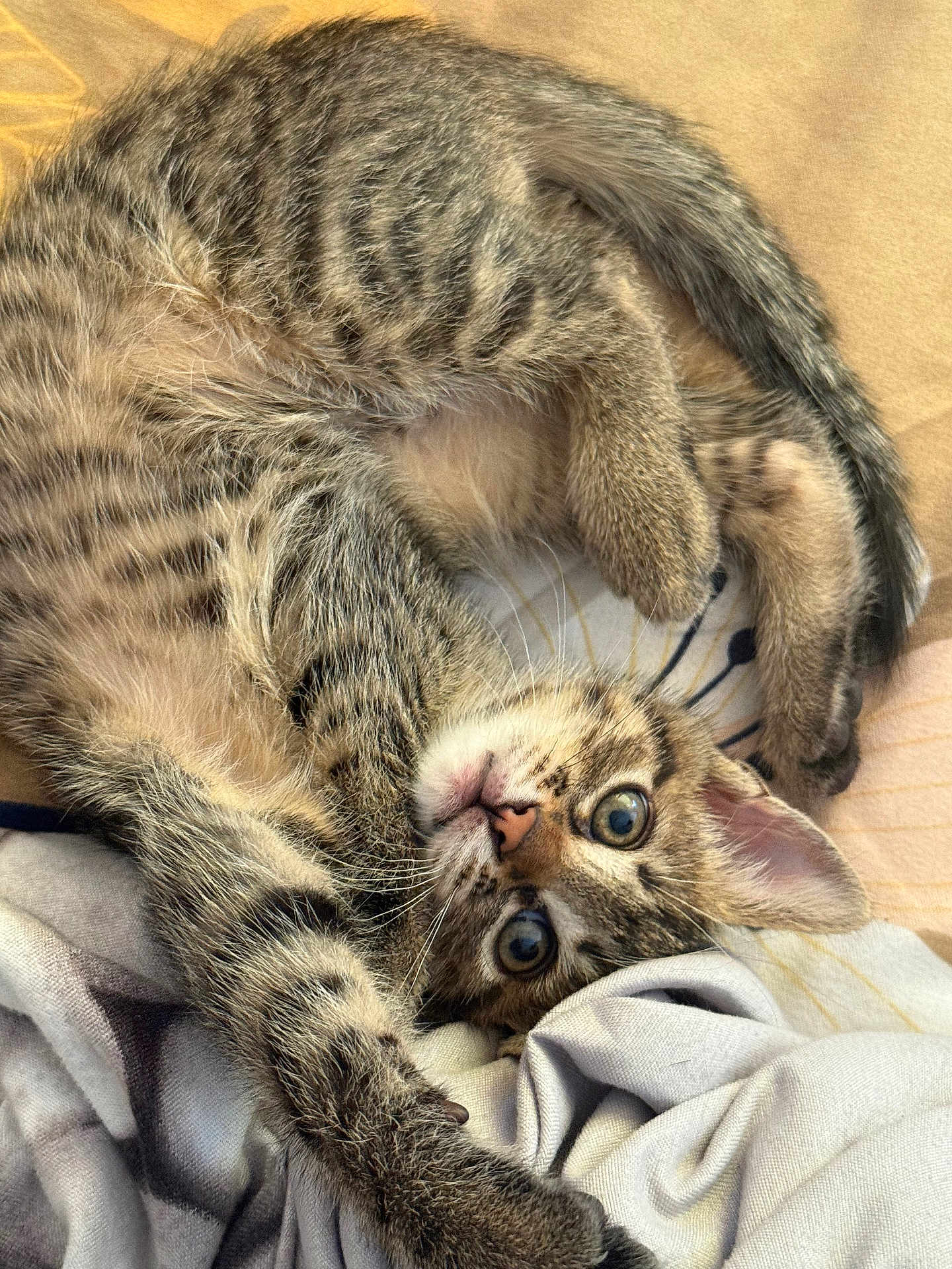 Maw is registered to the contest to win money with this photo: animal, blanket, cat, closeup, cozy, curled_up, cute, eyes, fur, indoor, kitten, paws, pet, playful, resting, soft, stretching, striped, tabby, whiskers
