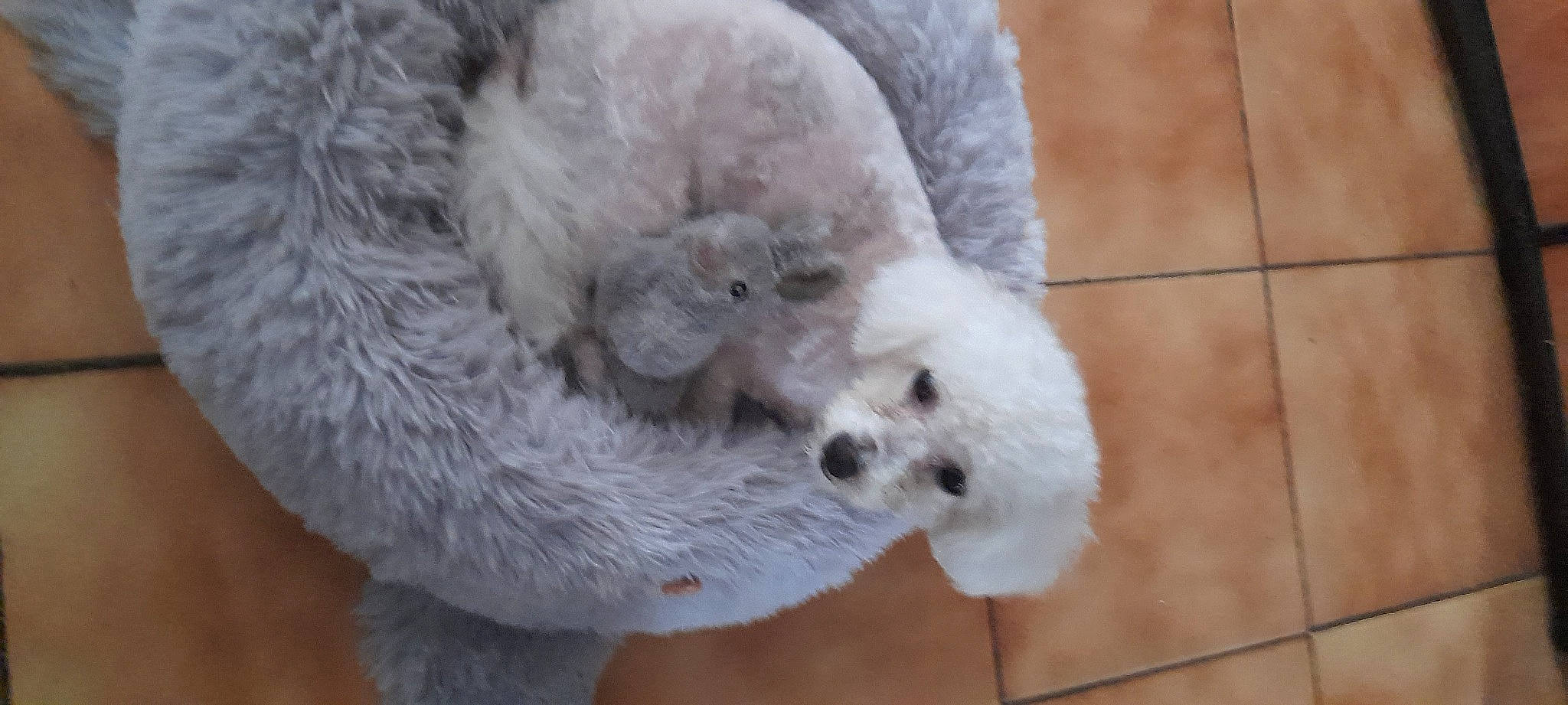 Daisy participe au concours pour gagner de l'argent avec cette photo : beak, canidae, carnivore, companion_dog, dog_breed, felidae, fur, non_sporting_group, paw, plush, small_to_medium_sized_cats, snout, sporting_group, stuffed_toy, terrestrial_animal, toy, whiskers, wool