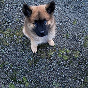 Aiton participe au concours pour gagner de l'argent avec cette photo : puppy, dog, animal, outdoor, gravel, grass, moss, fur, ears, cute, pet, looking_up, sitting, brown, black_face, nature, young, adorable, fluffy, canine