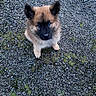 puppy, dog, animal, outdoor, gravel, grass, moss, fur, ears, cute, pet, looking_up, sitting, brown, black_face, nature, young, adorable, fluffy, canine