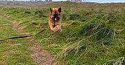 Aiton participe au concours pour gagner de l'argent avec cette photo : dog, grass, outdoor, field, leaping, playing, path, nature, sky, cloudy, fluffy, animal, pet, tongue, happy, walking, leash, greenery, daytime, landscape